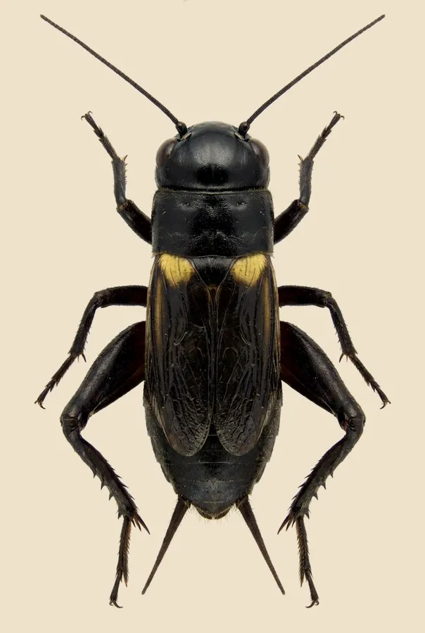 European field cricket, Gryllus campestris, plate