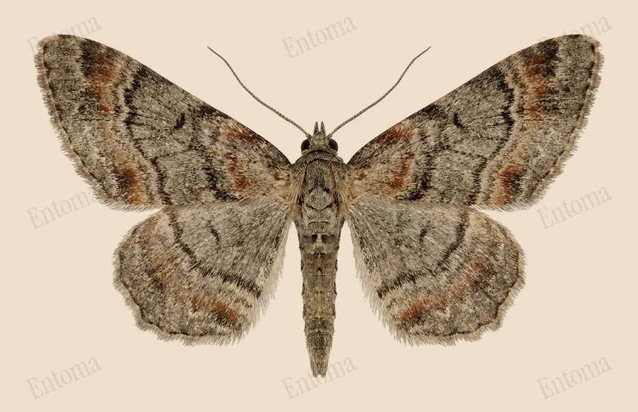 Double-striped pug, Gymnoscelis rufifasciata, plate