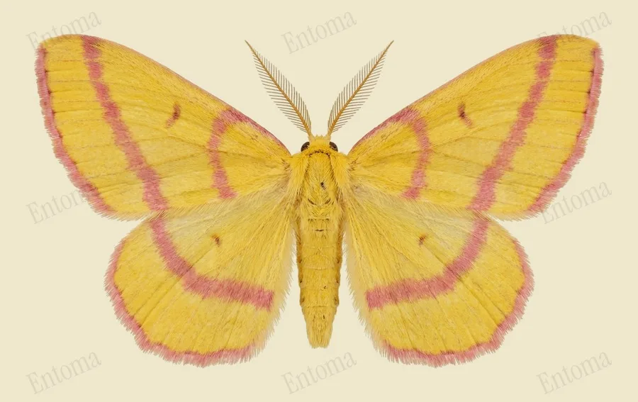 Haematopis grataria, Haematopis grataria, levha