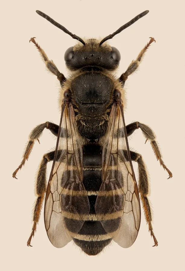 Ligated furrow bee, Halictus ligatus, plate