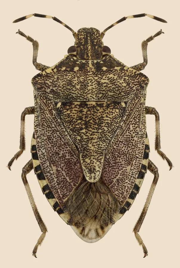 Brown marmorated stink bug, Halyomorpha halys, plate