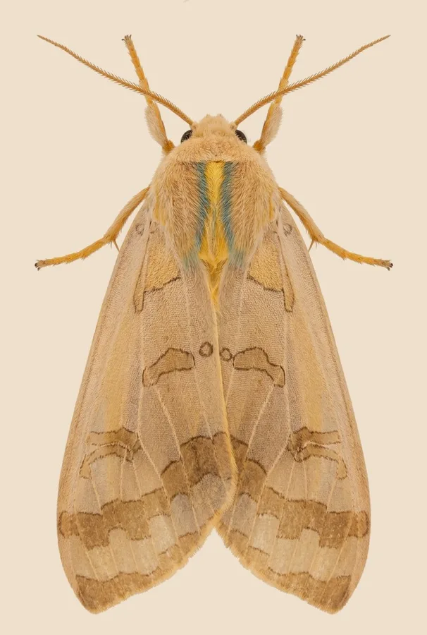 Banded tussock moth, Halysidota tessellaris, plate
