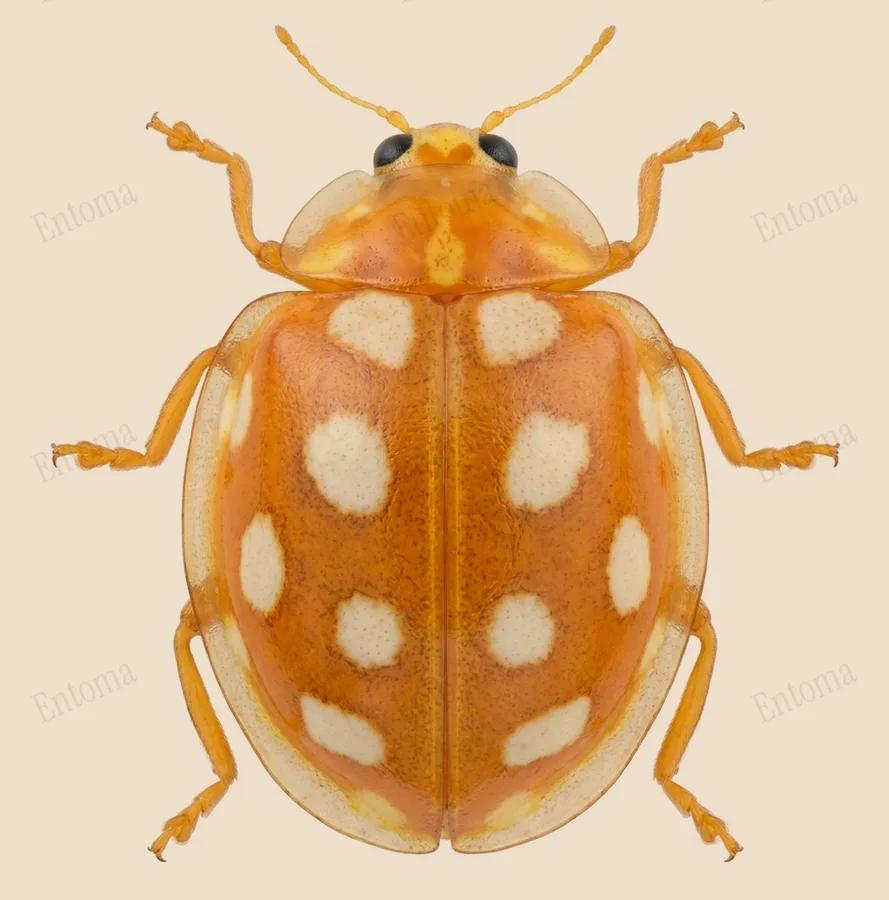 Orange ladybird, Halyzia sedecimguttata, plate