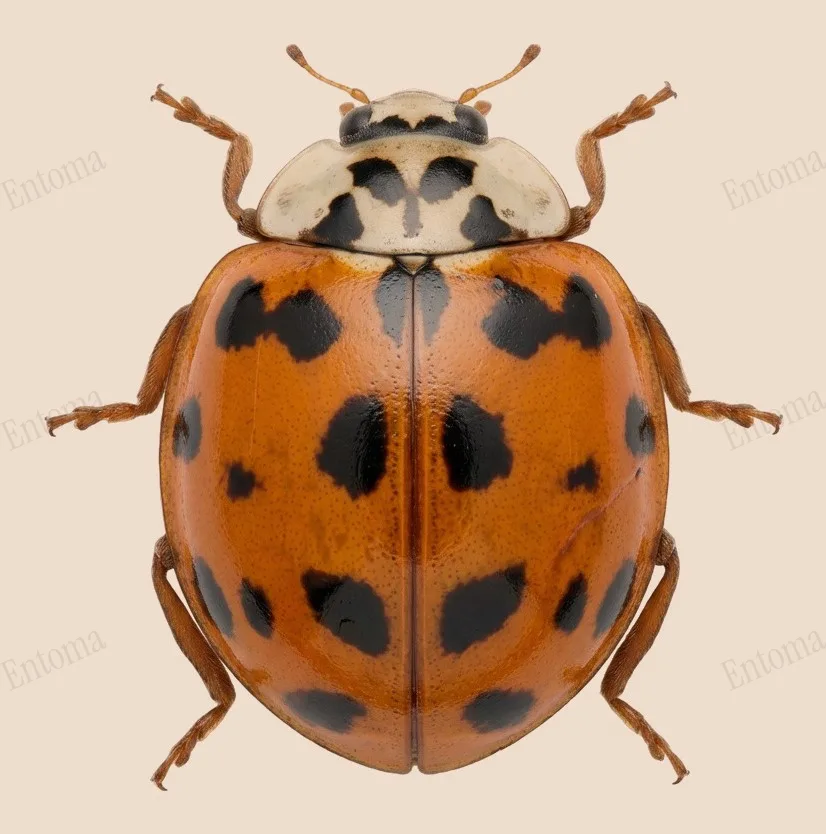 Coccinelle asiatique, Harmonia axyridis, planche