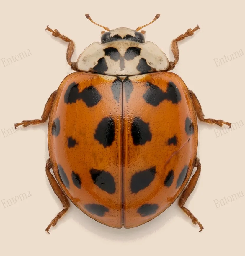 Harlequin ladybird, Harmonia axyridis, plate