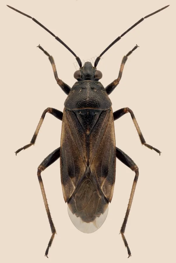 Handsome plant bug, Harpocera thoracica, plate