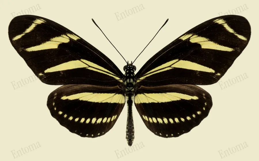 Zebravlinder, Heliconius charithonia, plaat