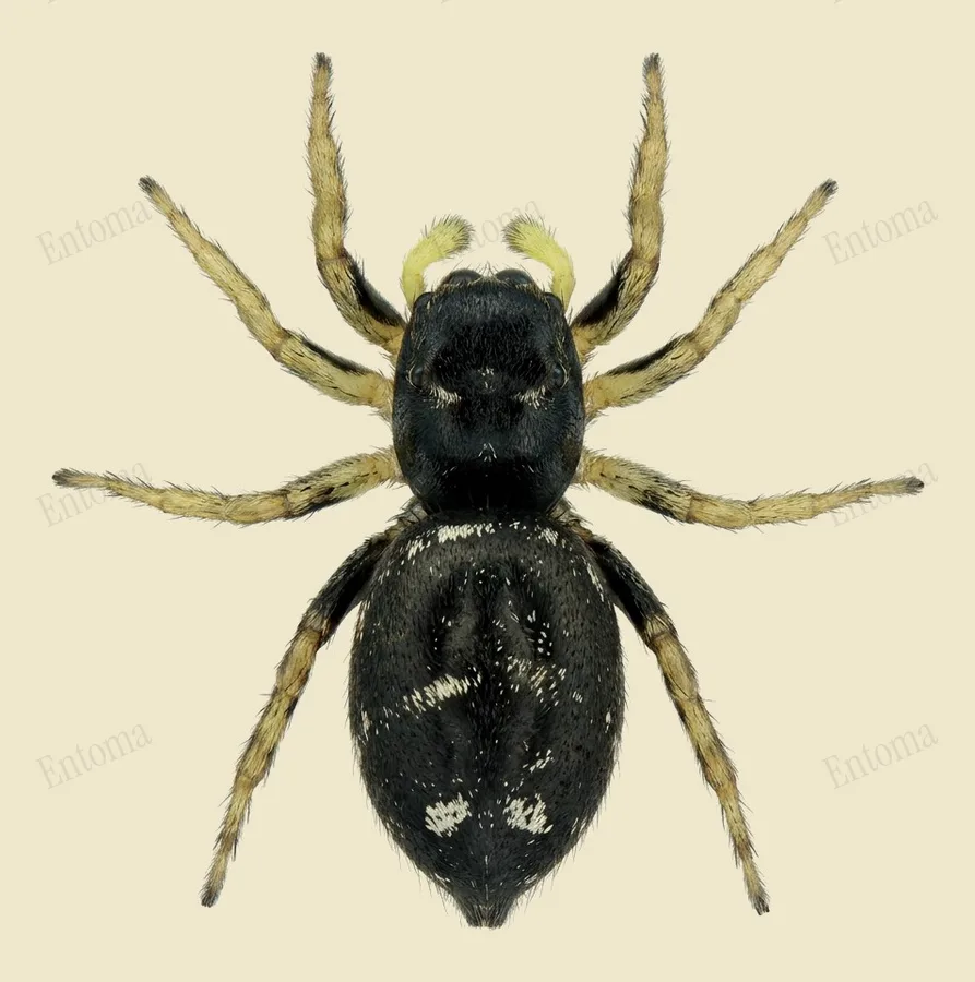 Gehaakte blinker, Heliophanus cupreus, plaat