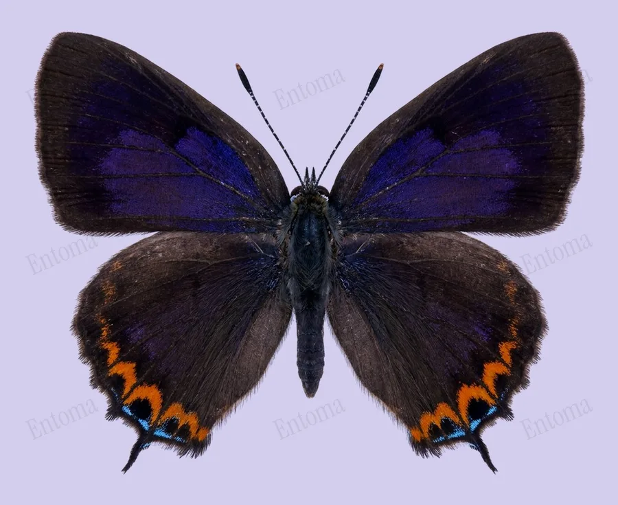 Heliophorus ila, Heliophorus ila, levha