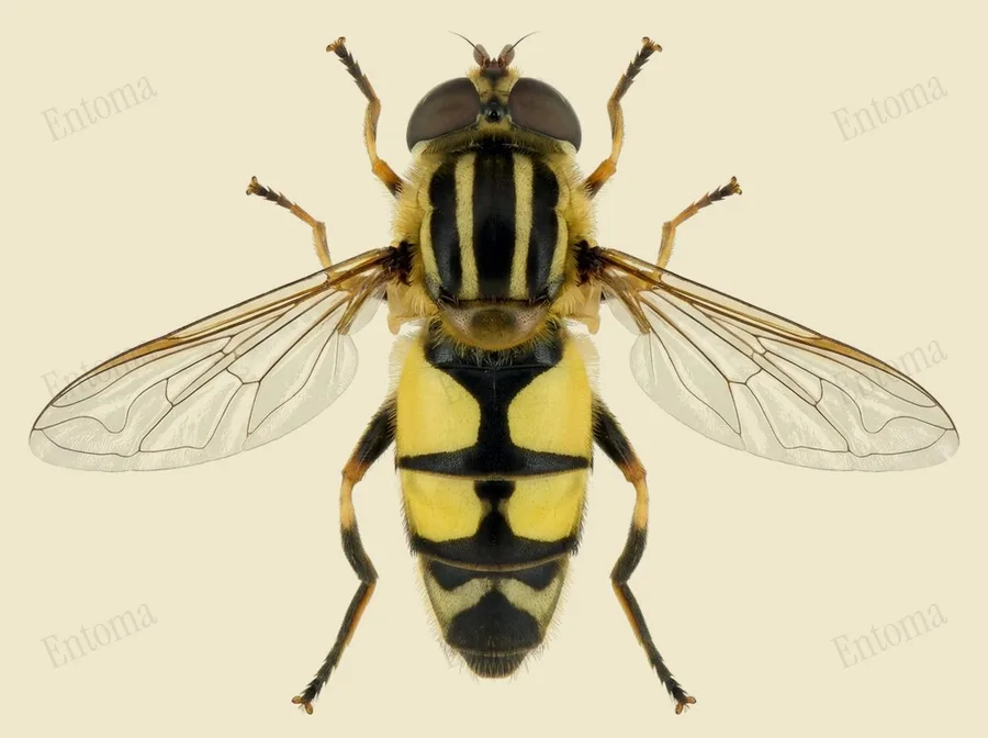 Trivittate marsh fly, Helophilus trivittatus, plate