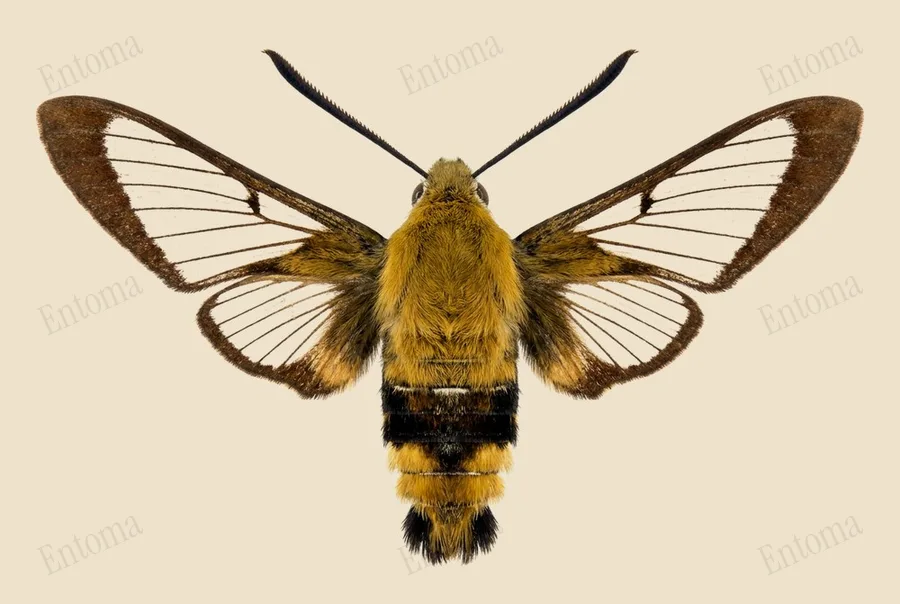 Snowberry clearwing, Hemaris diffinis, plate
