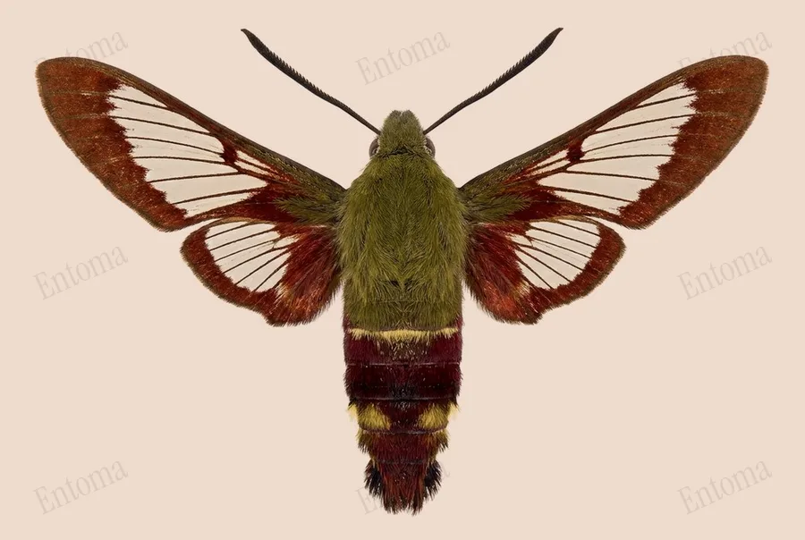 Hummingbird clearwing, Hemaris thysbe, plate