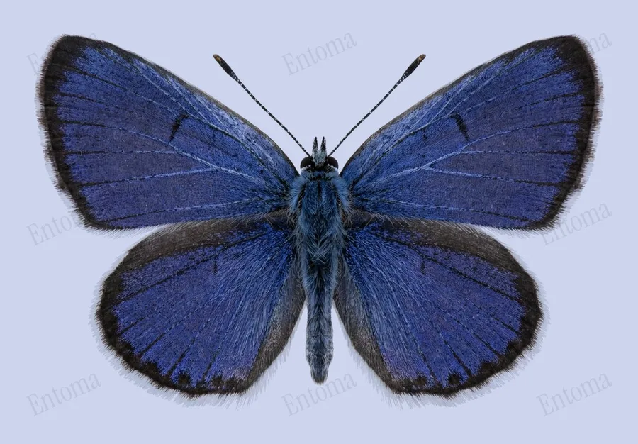 Hemiargus ceraunus（Hemiargus ceraunus）の図版
