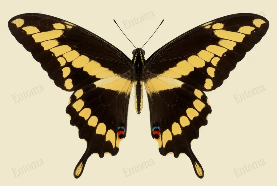 Eastern giant swallowtail, Heraclides cresphontes, plate