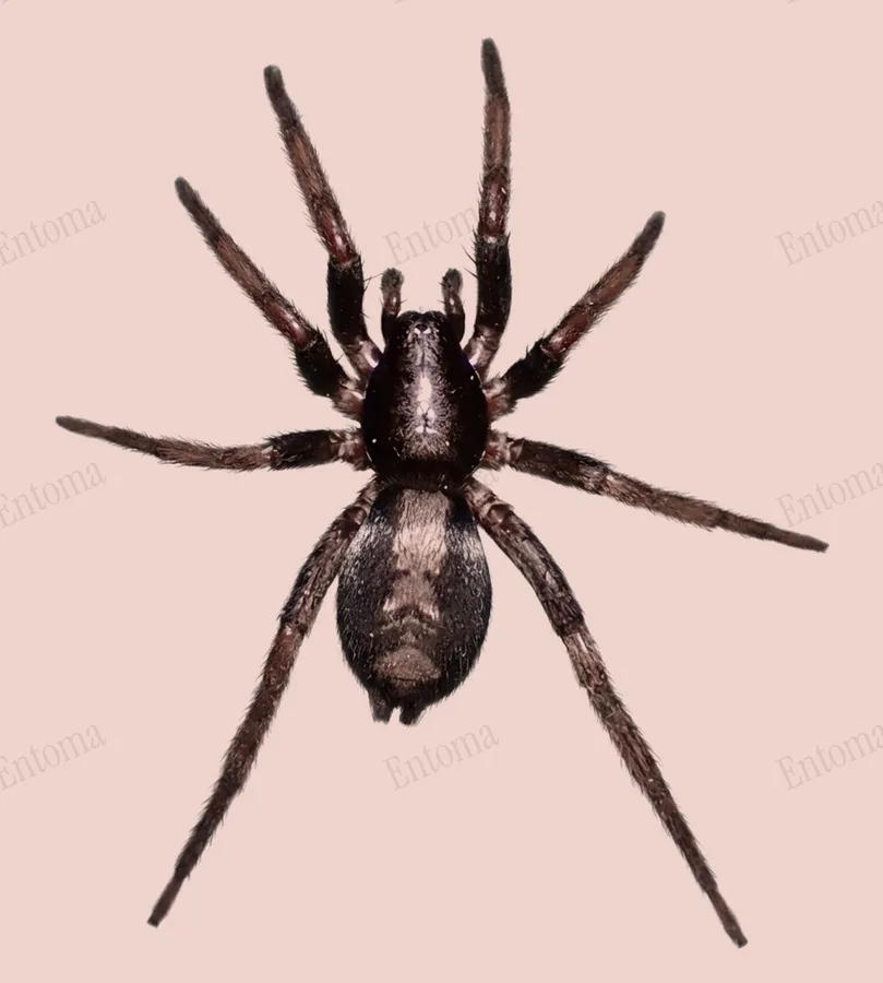 Herpyllus ecclesiasticus（Herpyllus ecclesiasticus）の図版