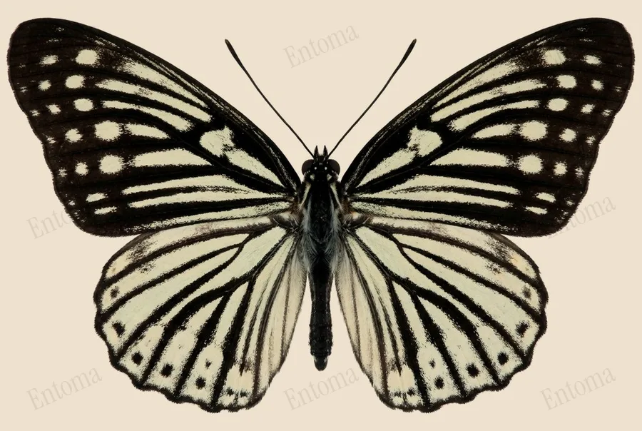 Hestina assimilis, Hestina assimilis, tavola
