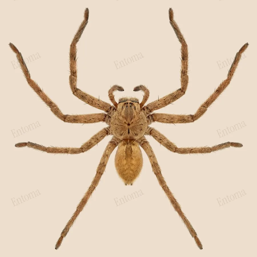 Pingtung huntsman, Heteropoda pingtungensis, plate