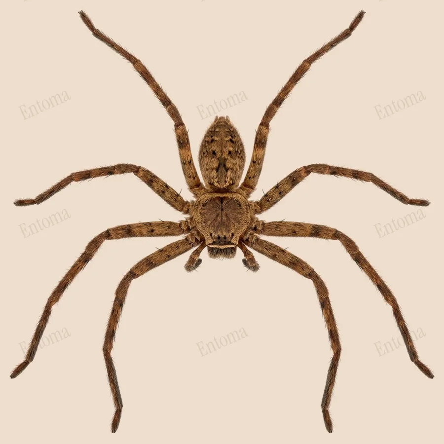 Heteropoda venatoria, Heteropoda venatoria, tavola