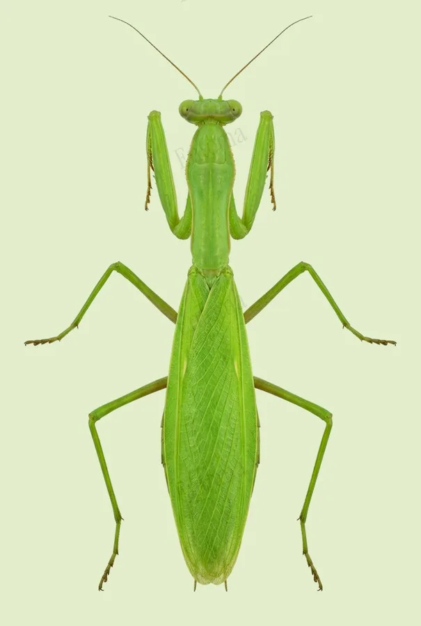 Hierodula patellifera, Hierodula patellifera, lámina