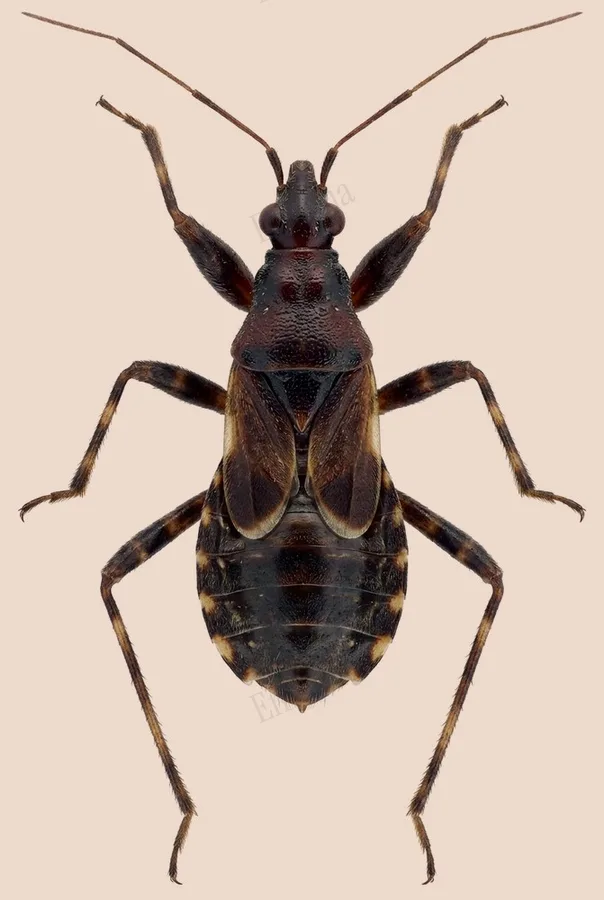 Ant damselbug, Himacerus mirmicoides, plate