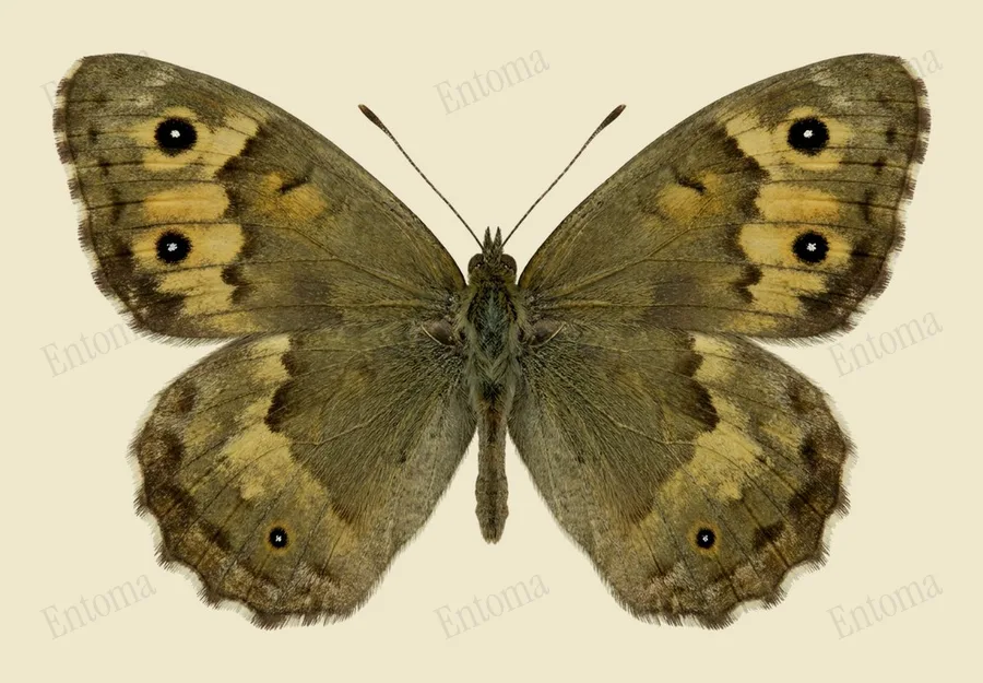 Grayling, Hipparchia semele, plate
