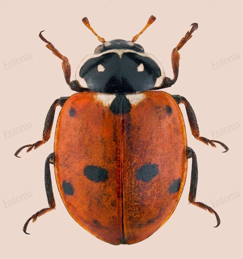 Variegated lady beetle, Hippodamia variegata, plate