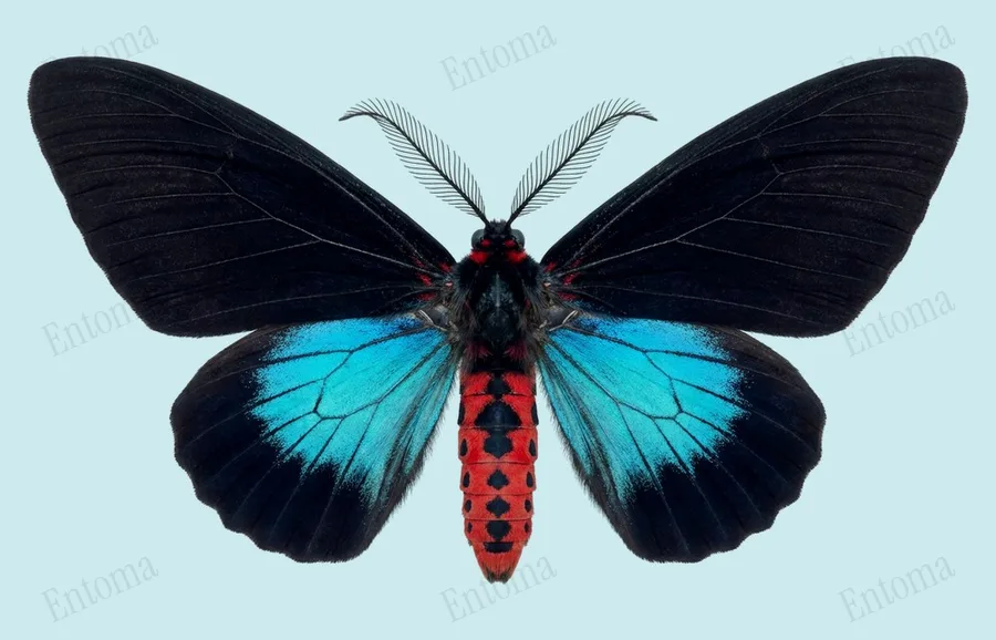 Histia flabellicornis(Histia flabellicornis) 도판