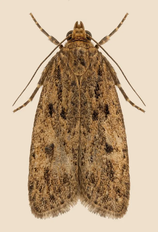 Brown house moth, Hofmannophila pseudospretella, plate
