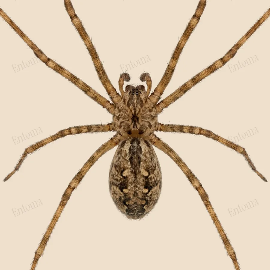 Holocnemus pluchei, Holocnemus pluchei, levha