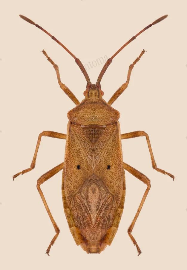 Homoeocerus unipunctatus, Homoeocerus unipunctatus, levha