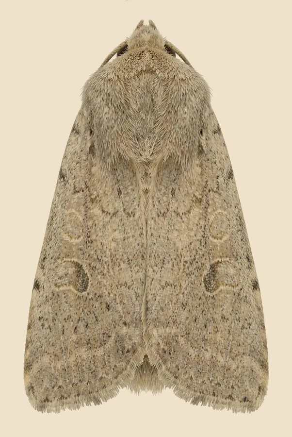 Vine's rustic, Hoplodrina ambigua, plate