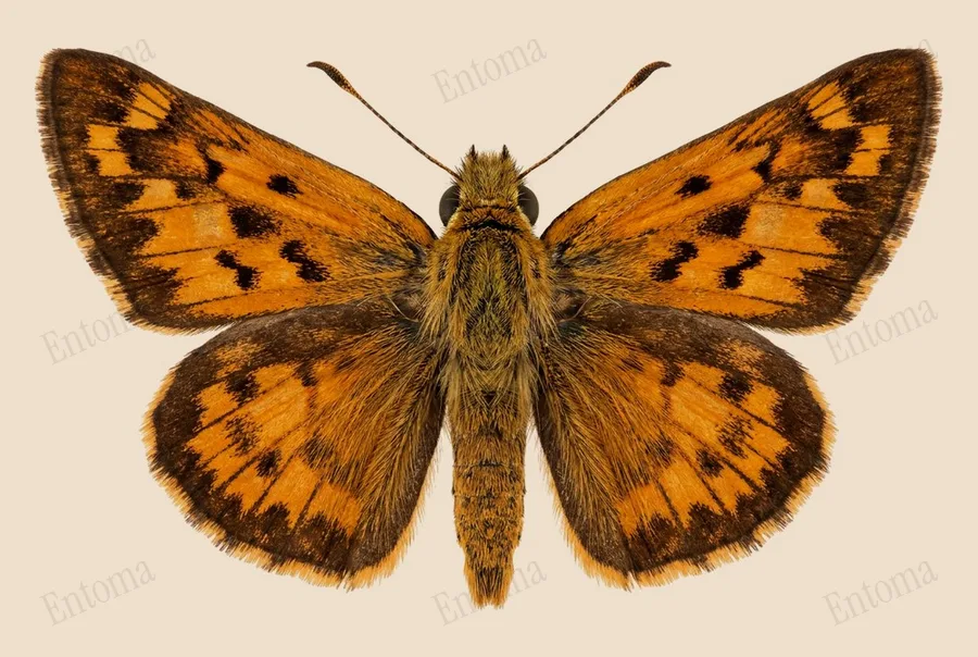 Fiery skipper, Hylephila phyleus, plate