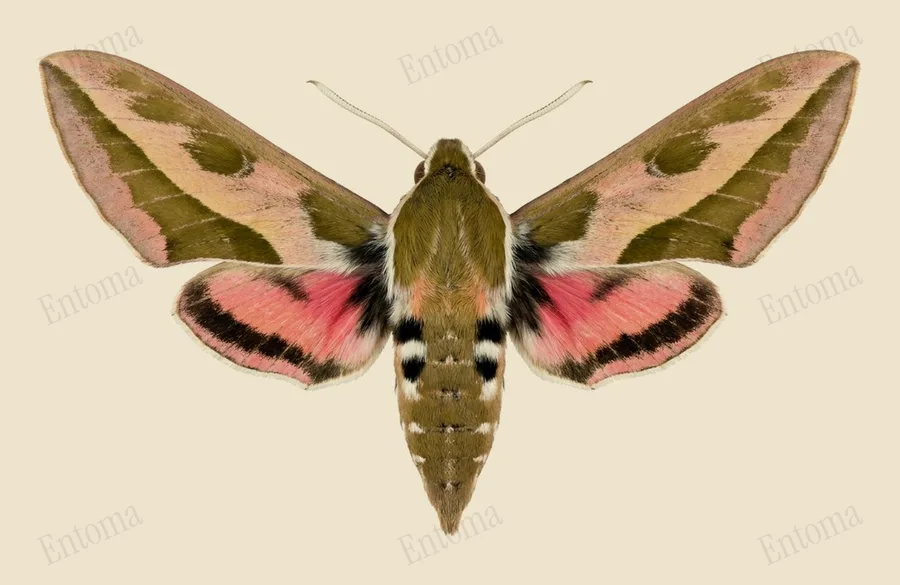 Leafy spurge hawkmoth, Hyles euphorbiae, plate