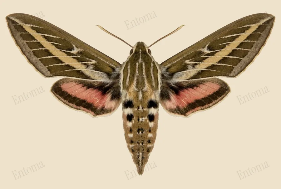 White-lined sphinx, Hyles lineata, plate