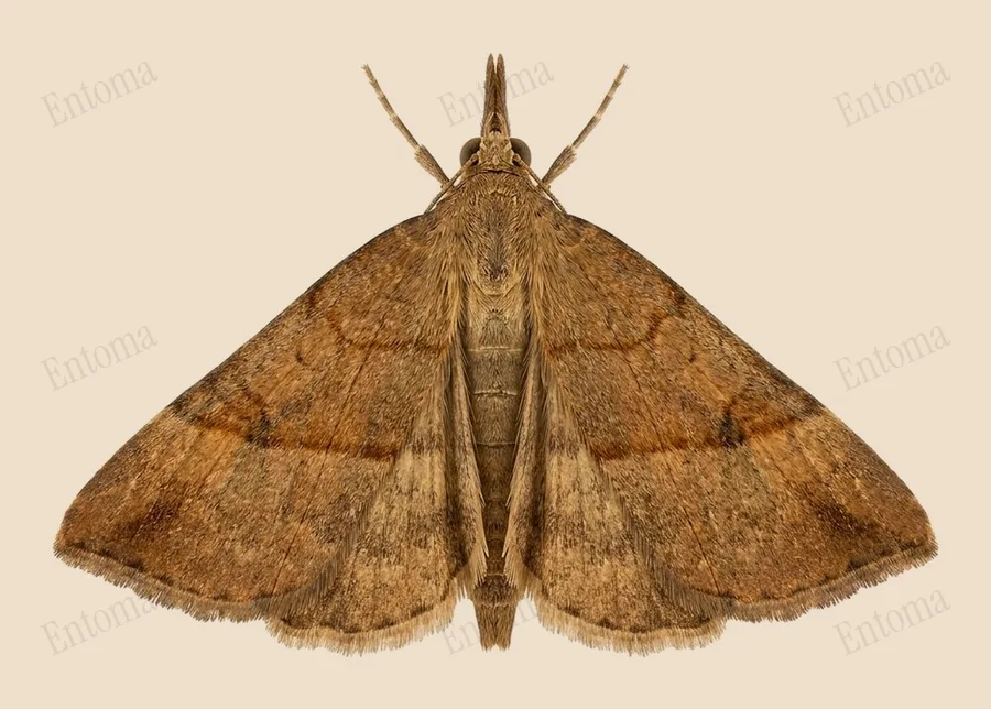 The snout, Hypena proboscidalis, plate
