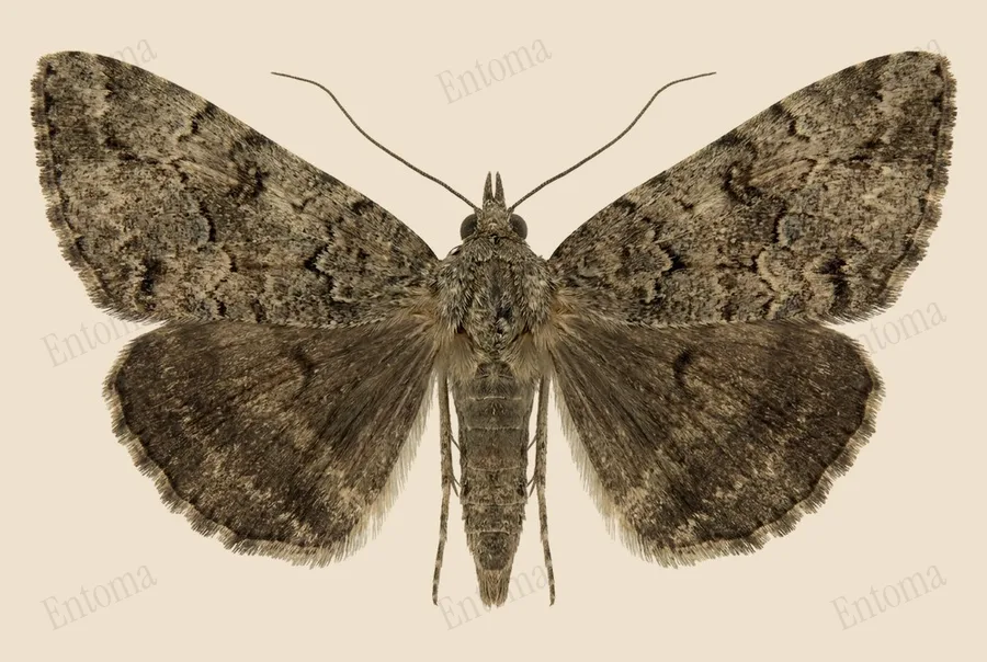 Green cloverworm moth, Hypena scabra, plate