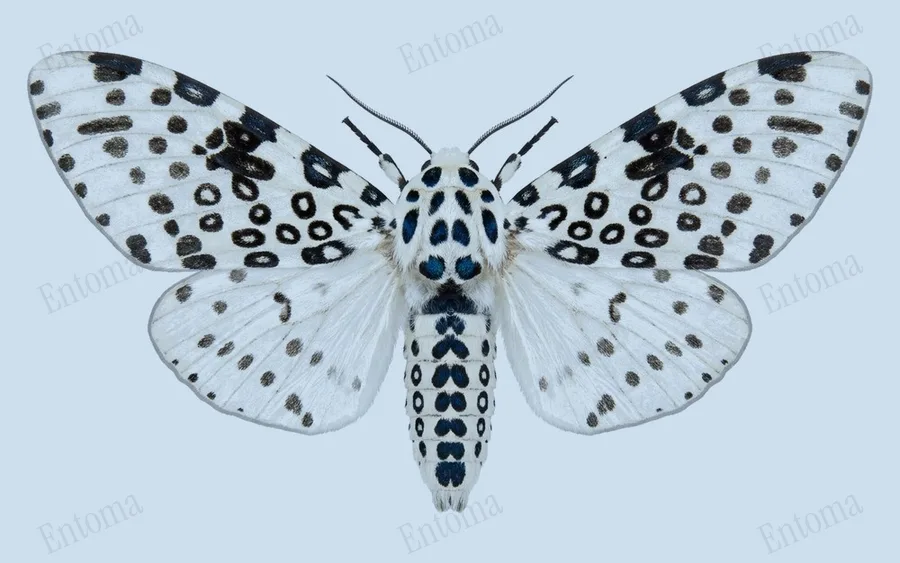 Giant leopard moth, Hypercompe scribonia, plate