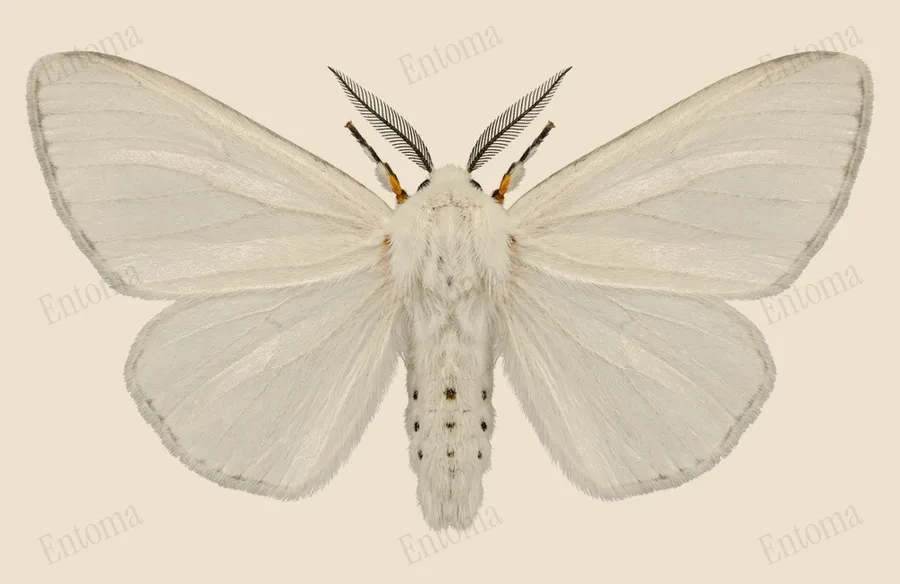 Fall webworm moth, Hyphantria cunea, plate
