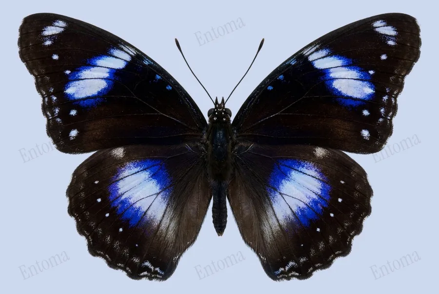 Hypolimnas bolina, Hypolimnas bolina, lámina