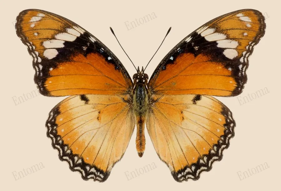Hypolimnas misippus, Hypolimnas misippus, plaat
