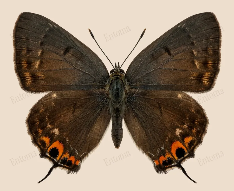 Hypolycaena erylus, Hypolycaena erylus, plaat