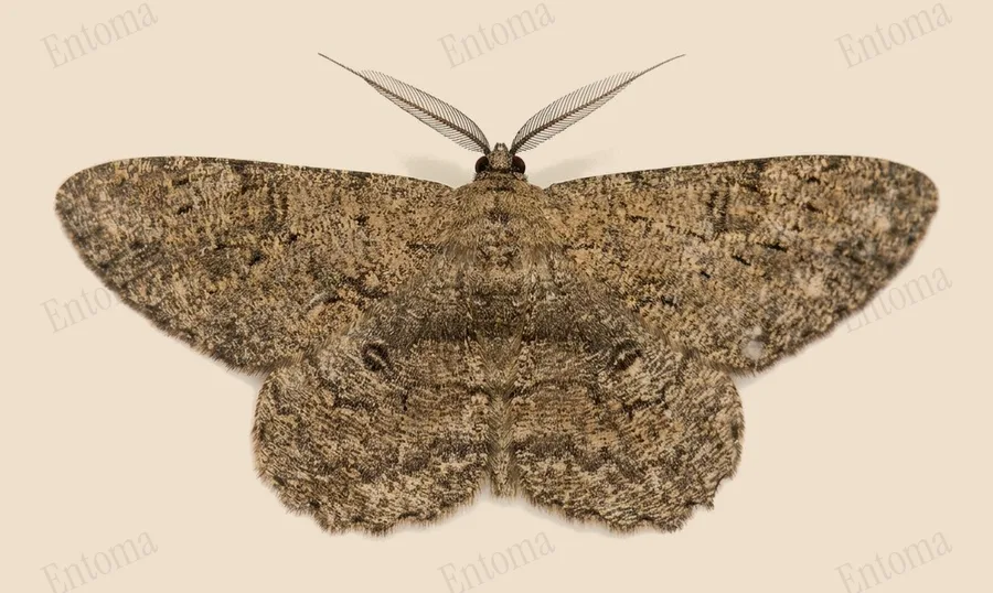 Pale oak beauty, Hypomecis punctinalis, plate