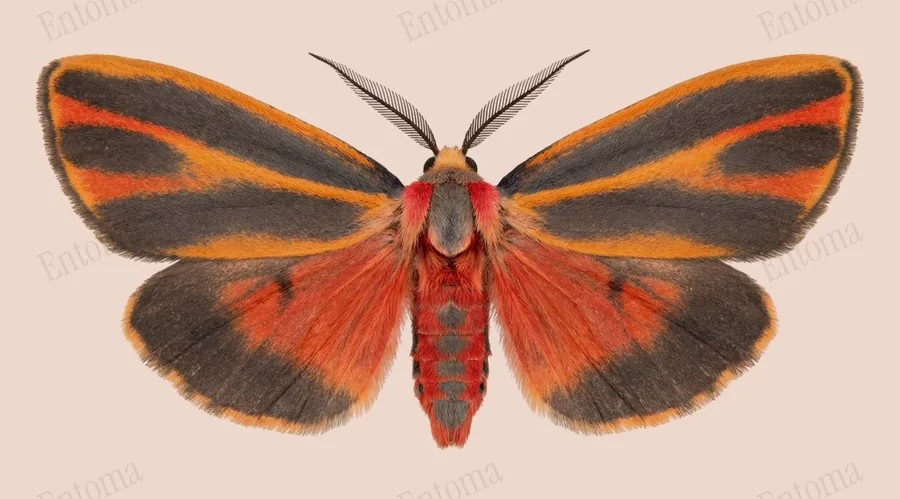 Hypoprepia fucosa(Hypoprepia fucosa) 도판
