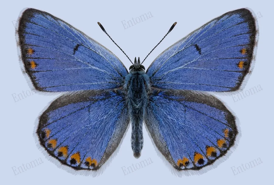 Icaricia acmon（Icaricia acmon）の図版