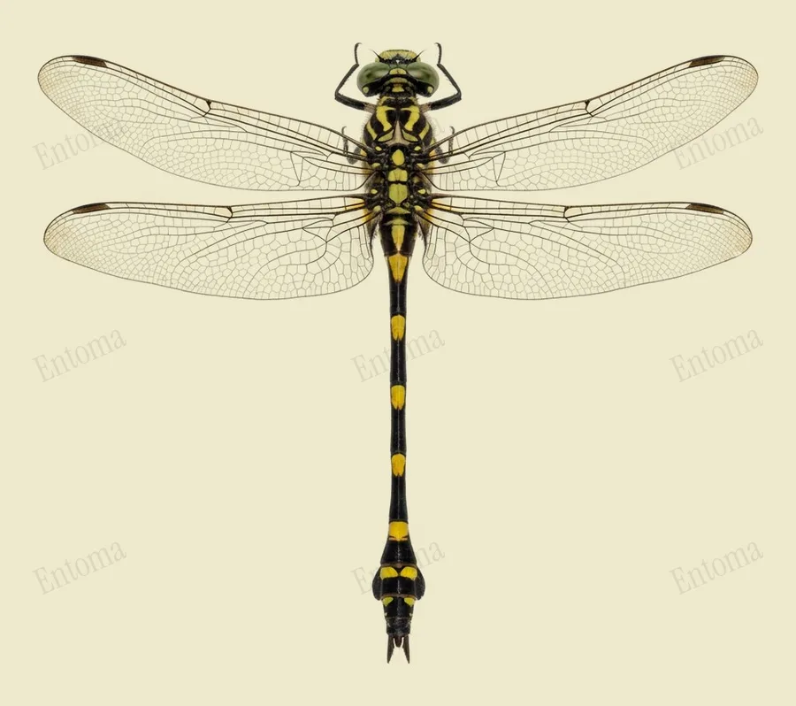 Ictinogomphus decoratus（Ictinogomphus decoratus）の図版