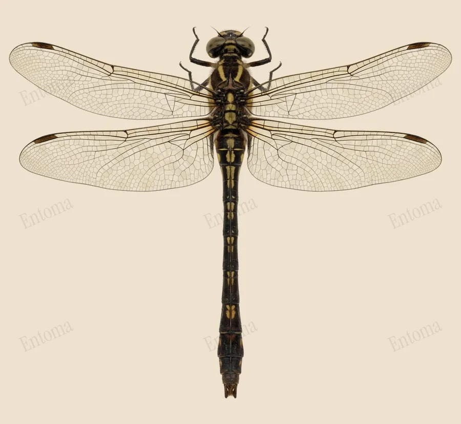 Ictinogomphus rapax, Ictinogomphus rapax, lámina
