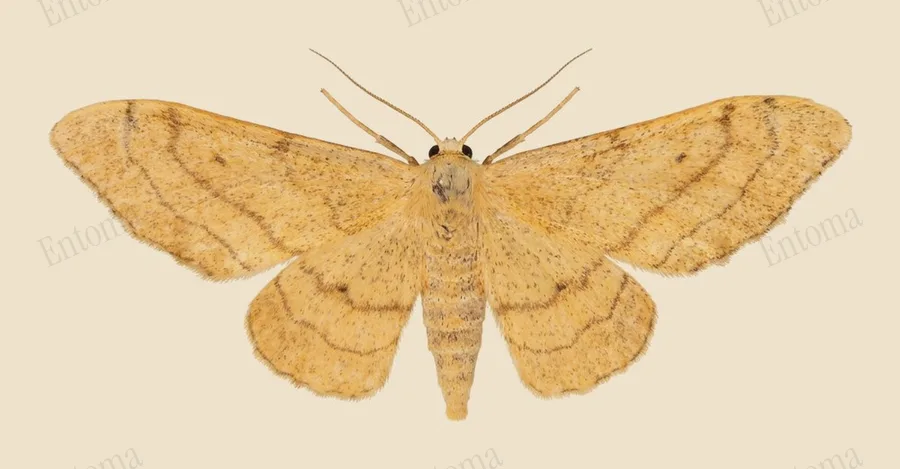 Riband wave, Idaea aversata, plate