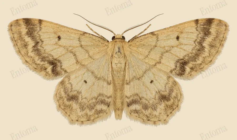Small fan-footed wave, Idaea biselata, plate