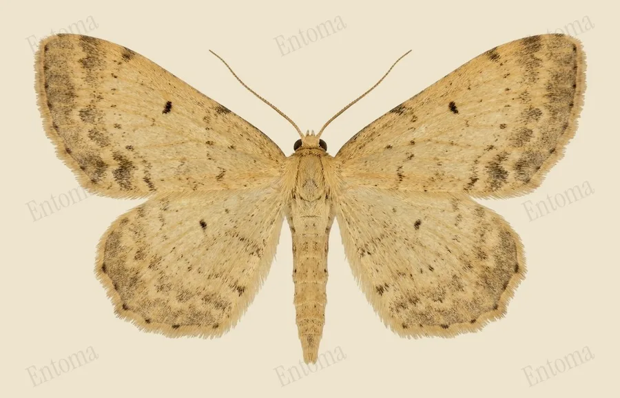Single-dotted wave, Idaea dimidiata, plate