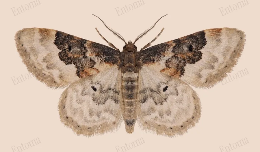 Least carpet, Idaea rusticata, plate